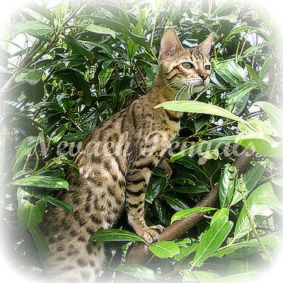 Bengal Kittens for Sale
